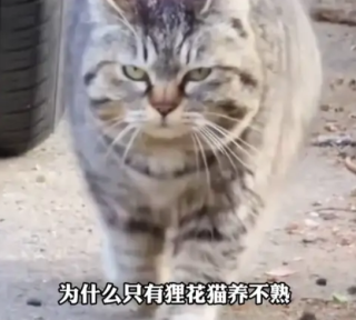 为什么狸花猫养不熟，狸花猫真的不好惹