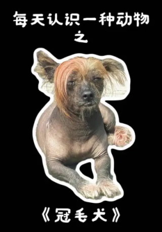 世界上最丑的狗 中国冠毛犬