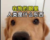 在狗的眼里，人类是个什么东西？