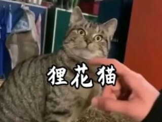 为什么猫类中就只有狸花猫养不熟呢