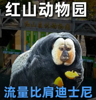 南京红山动物园，流量比肩迪士尼？