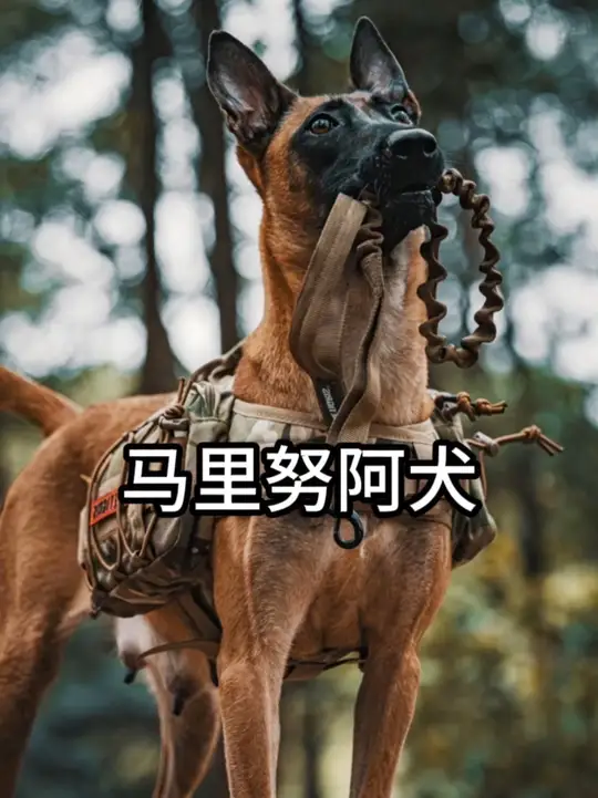 每天教你认识一种狗狗，猛犬马犬