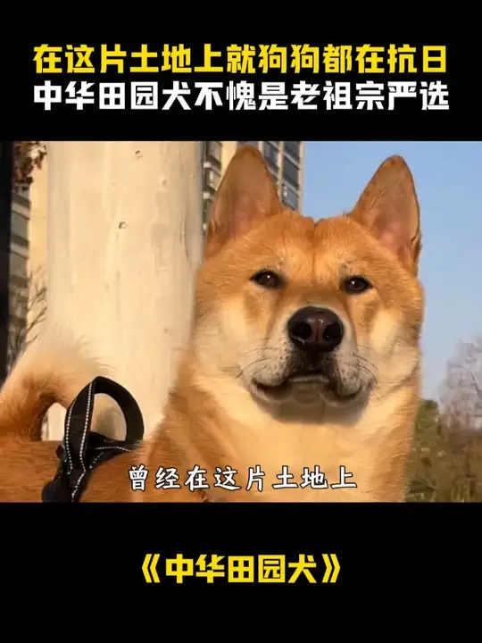 曾经在这片土地上，就连狗狗都在抗日。中华田园犬 