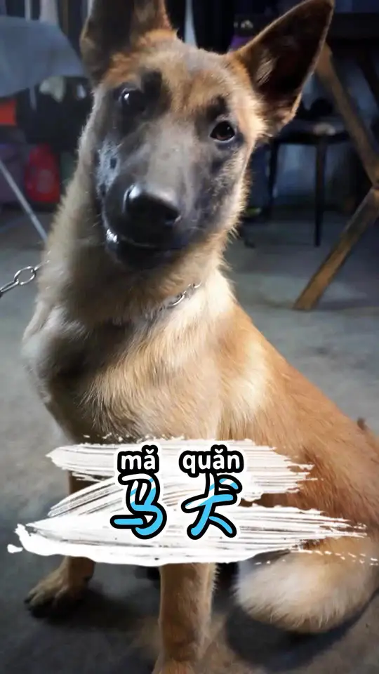 马犬是最不适合城市养的狗，但却是最强工作犬