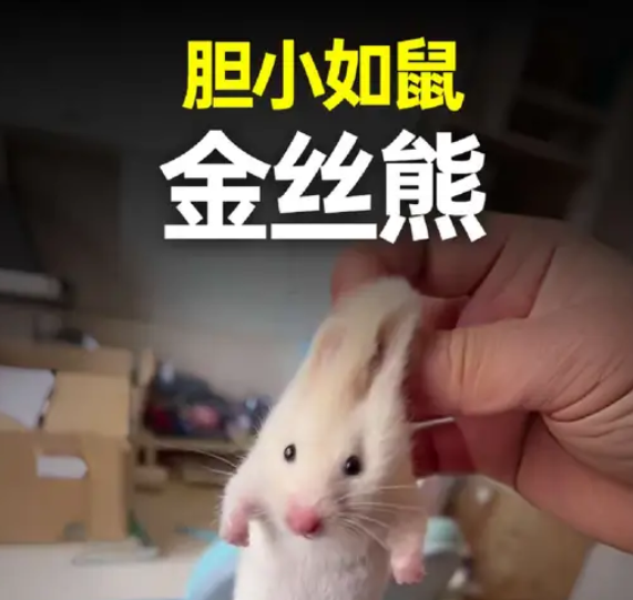 胆小的金丝熊，求饶的方式也很特别！