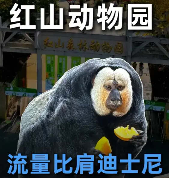 南京红山动物园，流量比肩迪士尼？