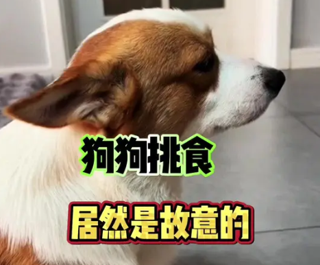 狗挑食是故意的，还是真的不好吃