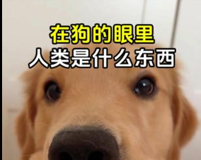 在狗的眼里，人类是个什么东西？